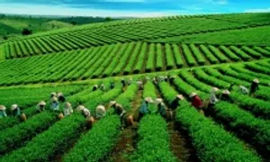 Việt Nam thu gần 4.000 tỷ đồng từ xuất khẩu chè trong 8 tháng